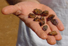 Handfull of Rubies & Sapphires